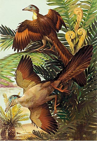 [China-Dinosaurs-illustration-of-Archaeopteryx-6[6].jpg]