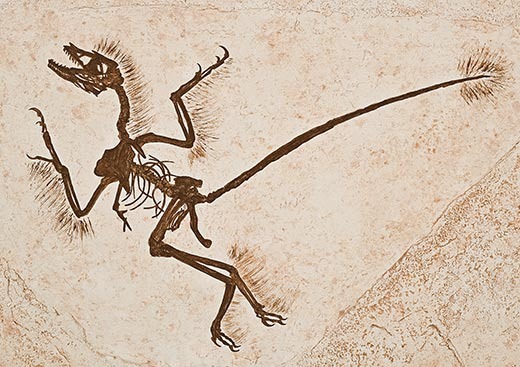 [China-Dinosaurs-Microraptor-9[5].jpg]