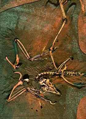 Archaeopteryx, the first bird-like ancestor discovered, had teeth and a long tail as well as forelimbs shaped like wings and feathers that contained phosphorous and sulfur. (Source: K G Huntley/SSRL)