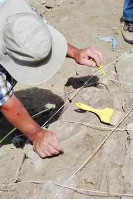 Joseph Camburn examines the Elk Ridge hadrosaur. The string seen in the photo was used to draw a map of the skeleton so that the placement of the bones can be studied later. Photo by Brian Switek.