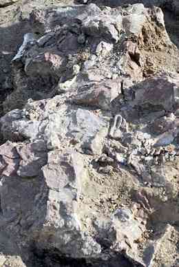 This is what was left of a hadrosaur found in a Lance Formation site in the area of Elk Ridge, Wyoming. Visible are parts of the hip, jaws, and skull among the rust-colored ironstone. Photo by Brian Switek.