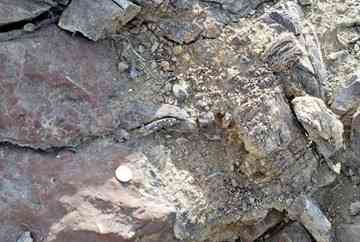 Portions of the jaws of the Elk Ridge hadrosaur. Frustratingly, a plant grew roots into the jaws, breaking up part of the fossil. Photo by Brian Switek.