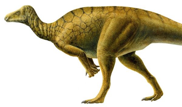 [20100112-hippodraco-shield-toothed-horse-dragon_29697_600x450[5].jpg]