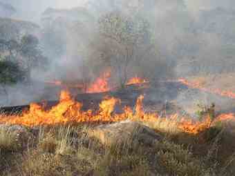 According to a new research report, the arrival of humans in Australia had no significant impact on the frequency with which fire traversed the continent.
