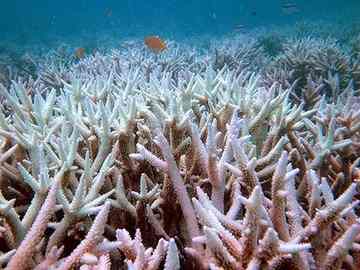 Carbon effect ... coral near the Keppel Islands.