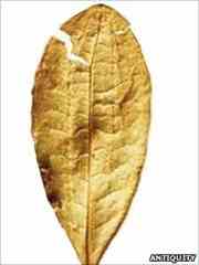 The modern coca plant has ancestors with the same chemical properties.