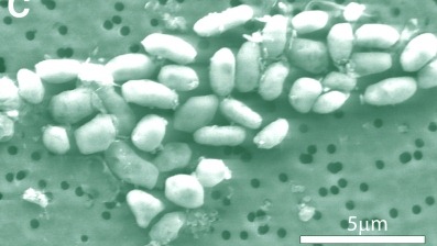 [wolfesimon1HR[5].jpg]