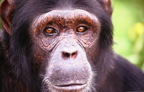 [20090619-chimpanzee[5].jpg]