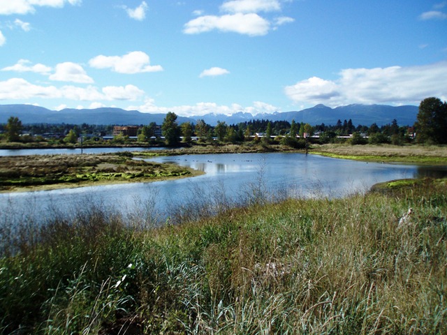 [courtenay estuary photo[5].jpg]