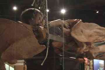 This skeleton of the extinct whale /Basilosaurus isis, /which lived 37 million years ago, is suspended from the ceiling of the second floor gallery of the University of Michigan Exhibit Museum of Natural History. It will be the centerpiece of an updated whale evolution exhibit scheduled to open in April 2011. Credit: Mandira Banerjee