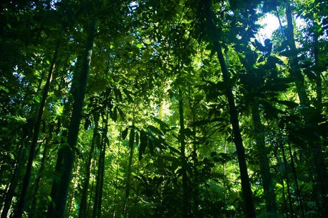 [rainforestphoto5.jpg]