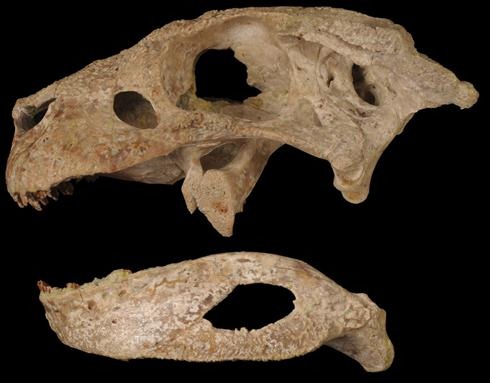 [skyullsimoxlarge5.jpg]