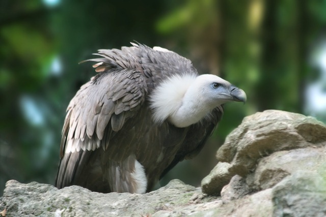 [Gyps_fulvus_Richard_Bartz5.jpg]