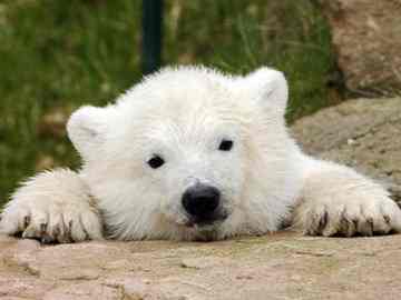 Polar bear cub.