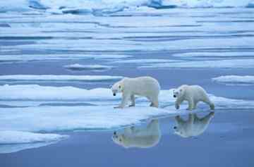 Polar bears, who rely on the ice to hunt, are struggling with the effects of global warming [Rinie Van Meurs/ Foto Natura/ Minden Pictures/Getty Images]
