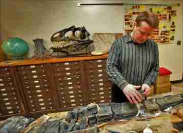 Saint Mary’s University geology professor Andrew MacRae studies a petrified tree retrieved in the Joggins area. (Tim Krochak / Staff)
