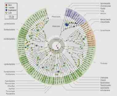 The figure shows the evolution of gene families in ancient genomes across the Tree of Life. The sizes of the little pie charts scale with the number of evolutionary events in lineages, slices indicate event types: gene birth (red), duplication (blue), horizontal gene transfer (green), and loss (yellow). The Archean Expansion period (3.33 to 2.85 billion years ago) is highlighted in green. - Lawrence David