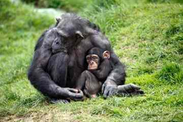 Chimpanzee holding baby. Researchers have reported some of the first evidence that chimpanzee youngsters in the wild may tend to play differently depending on their sex, just as human children around the world do. (Credit: iStockphoto/Gabriela Schaufelberger)