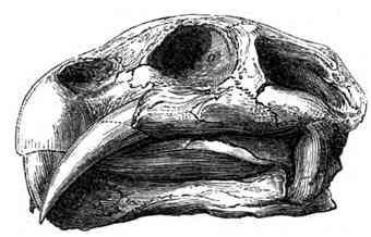 Dicynodon skull: Image: Owen, R. 1861. Palaeontology. Edinburgh: Adam and Charles Black.
