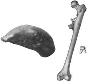 Java man: Image: Hrdlicka, Ales. 1916. The Most Ancient Skeletal Remains of Man (Second edition). Washington: Government Printing Office