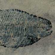 [image5.jpg]