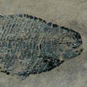 Eugnathid fish.