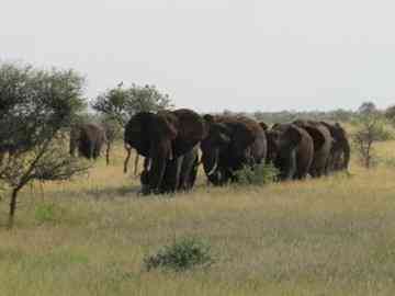The savanna elephant weighs between six and seven tons, roughly double the weight of the forest elephant. [Photo: A. Schaefer]