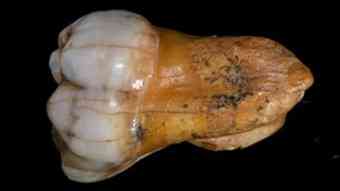 DNA from a tooth (pictured) and a finger bone show the Denisovans were a distinct group.