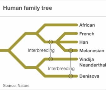 Human family tree