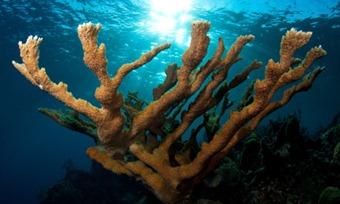 One of the 10 focal EDGE (evolutionarily distinct and globally endangered) coral reefs species, the elkhorn coral, has undergone an 95% decline in many areas of the shallow Caribbean reefs in past 3 decades. Photograph: Erik Brun/ZSL