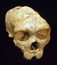 [neanderthalskull2009350517.jpg]