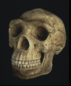 Reconstruction of a female Homo erectus cranium from China 