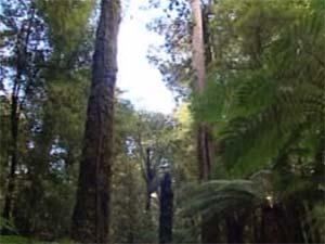 [forest_2[5].jpg]
