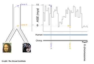 The relative age of genetic changes between the human and chimp genomes varies over a period of roughly 4 million years, depending on where in the genome you look. For example, Gene A first diverged millions of years before Gene B. Of particular note is the X chromosome, which falls almost entirely in the time just before final speciation. Credit: The Broad Institute