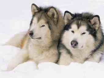 Alaskan Malamute dogs-usa