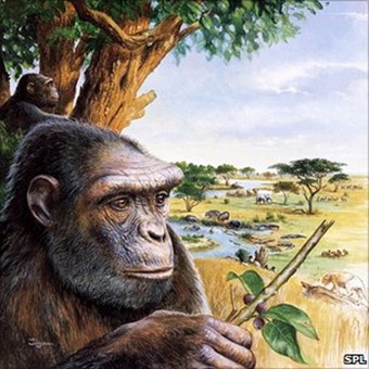 Sahelanthropus may have inhabited the gallery forest where the trees offered some protection.