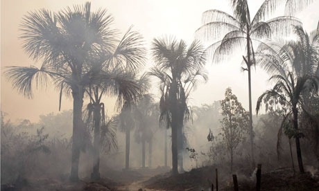 [carbonrainforest0065.jpg]