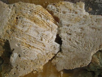 Here, the bands in the coral skeletal structure are clearly visible. Expedition scientist Carol Cotterill said these bands are similar to tree rings, in that they offer up clues about changing environmental conditions. Credit: ECORD/IODP.