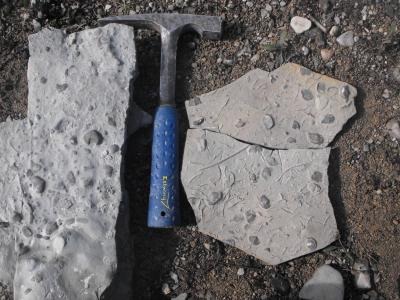 [1-geobiologist4.jpg]