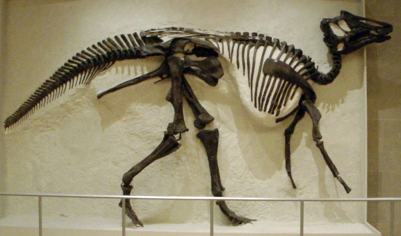 [800px-ROM-HadrosaurSkeleton4.png]