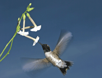 [Bird350_tcm18-1320384.gif]