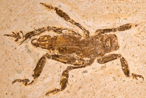 [Rare-insect-fossil-reveals-100-milli.png]