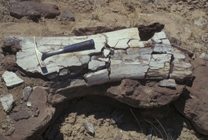 [dinobonesample_bb15.jpg]