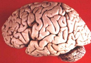 Human_brain_lateral_view