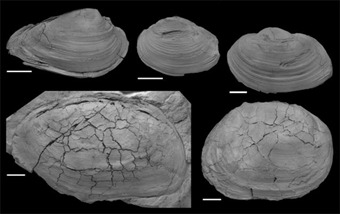 10-12-10_Muscheln_off-shore