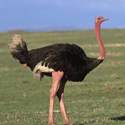 [ostrich5.jpg]