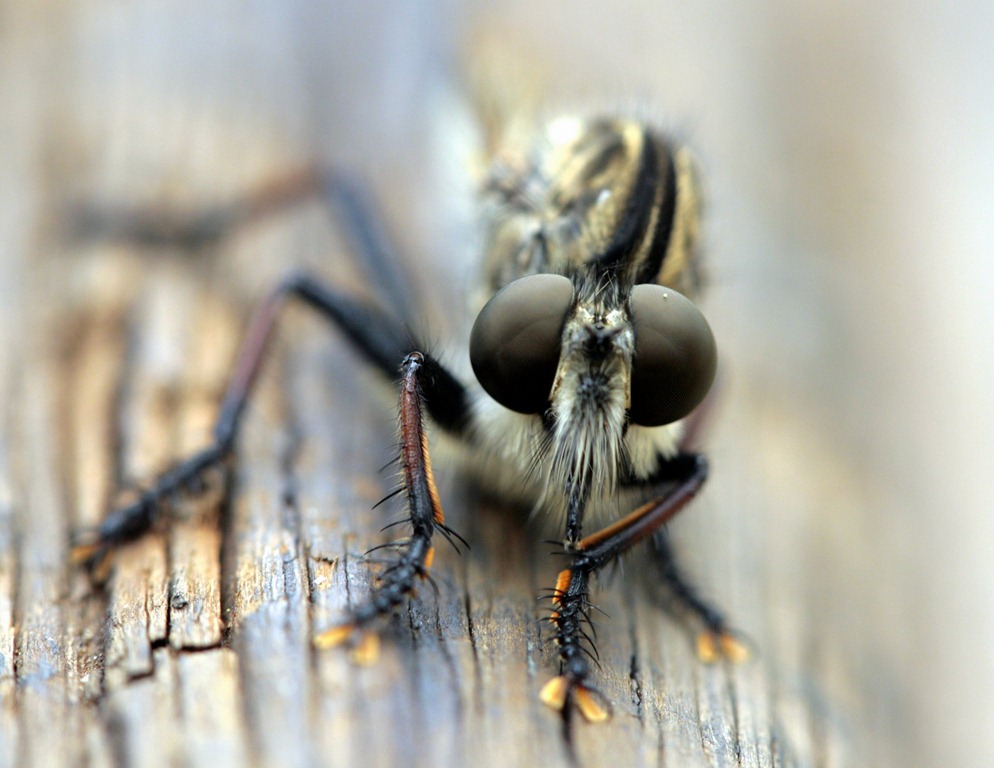 [698158373_f2dc2e1637_o5.jpg]