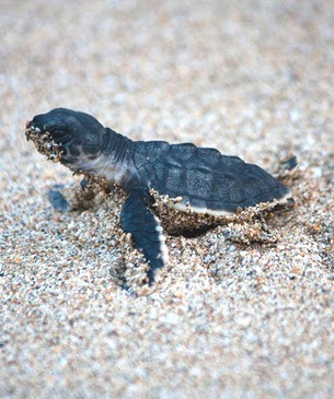 Turtle Jack S Kitchener Ontario Turtle Jack S Kitchener Ontario