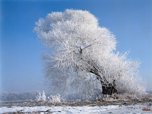 Free Wallpapers Backgrounds Winter