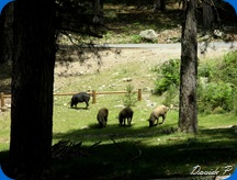 Animal in Corsica